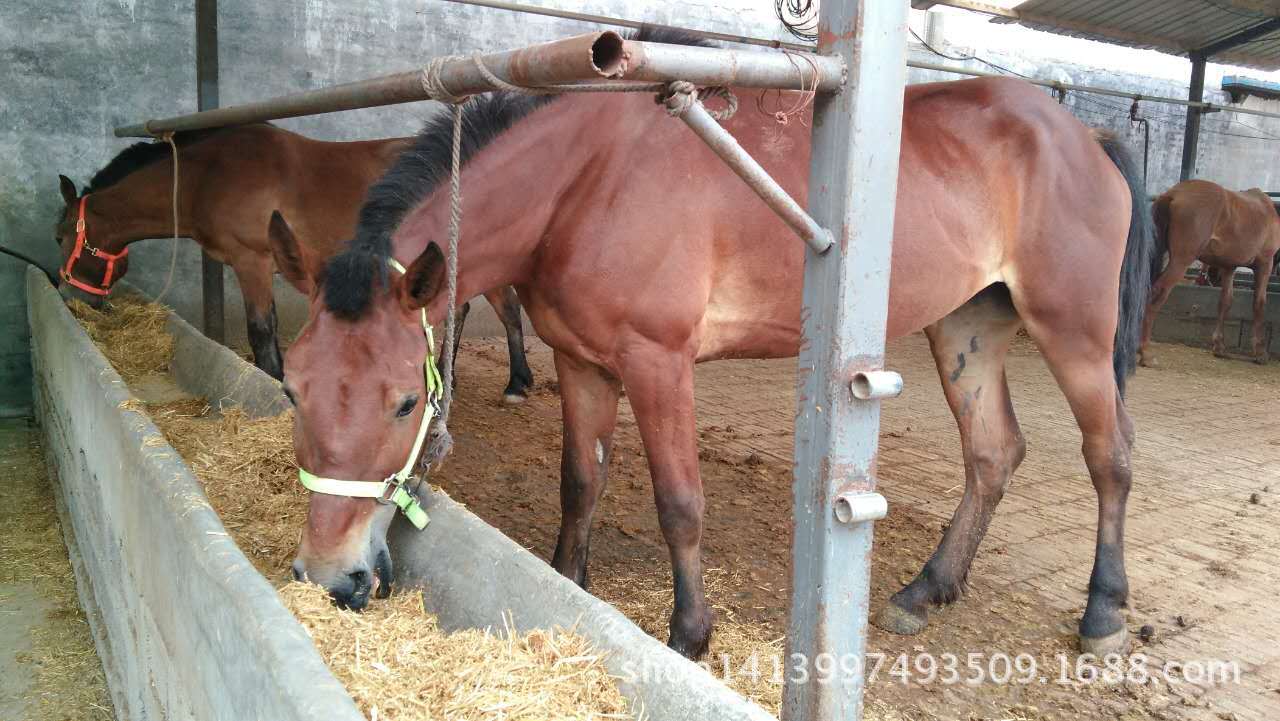 嘉祥县旭丰牛羊养殖专业合作社 供应信息 马 超群专业养马场成年蒙古