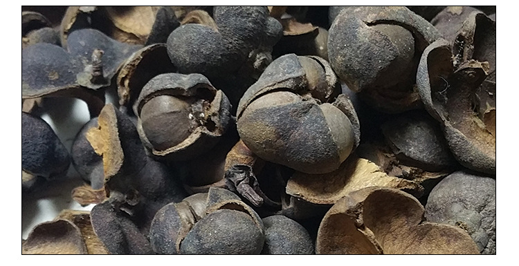 茶果 六堡老茶果 茶果壳 广西特产梧州六堡茶 饮后安神利喉茶叶