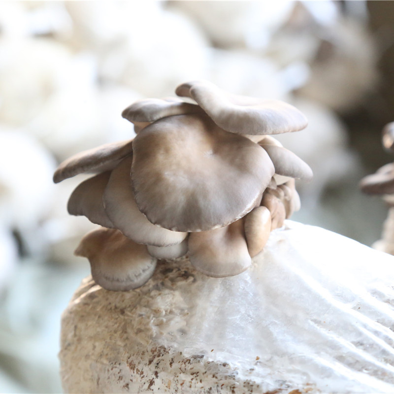 批发夏季高温平菇菌棒 现货出售优质高温黑平菇