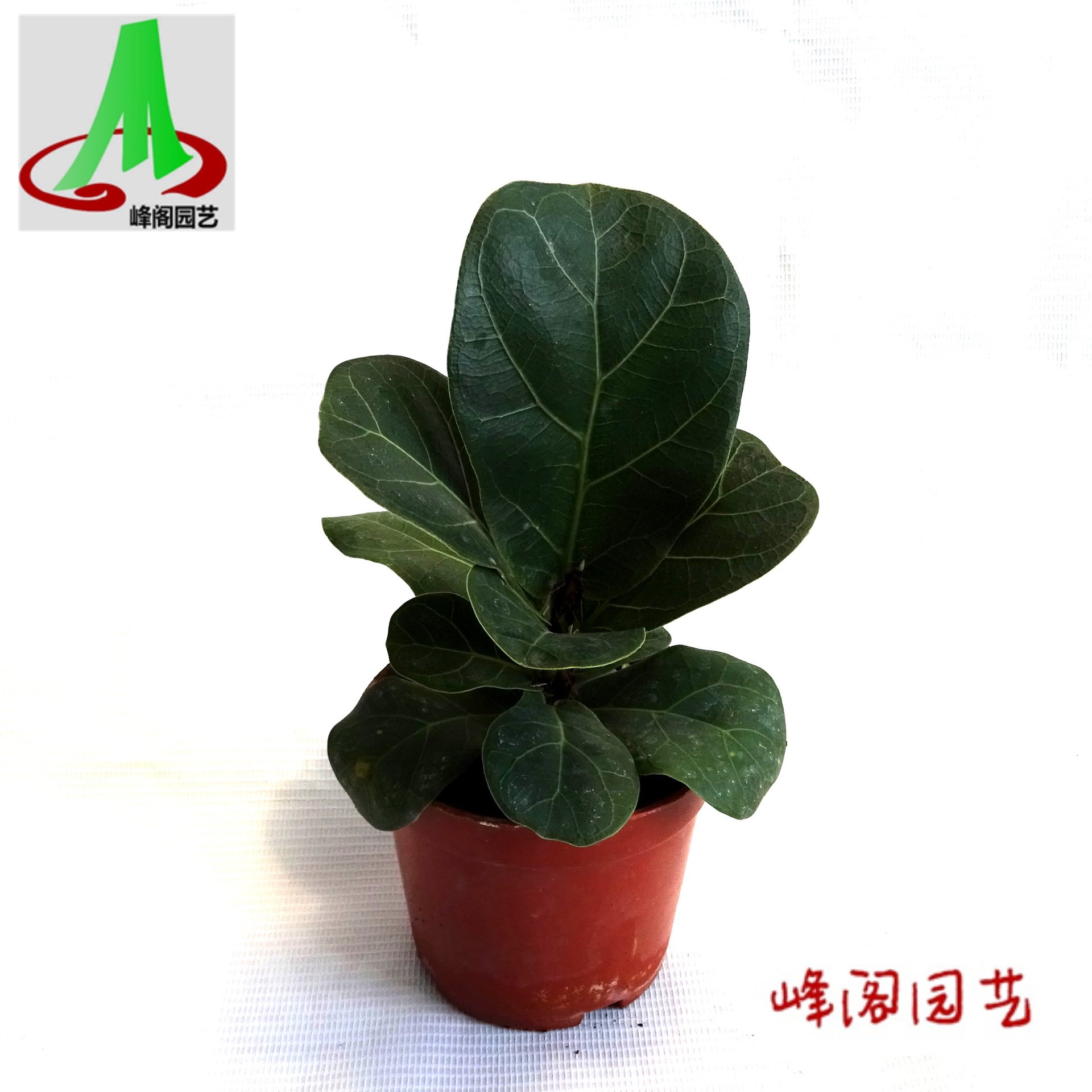 基地货源直销观叶植物小盆栽 室内四季常绿绿植盆景 琴叶榕90