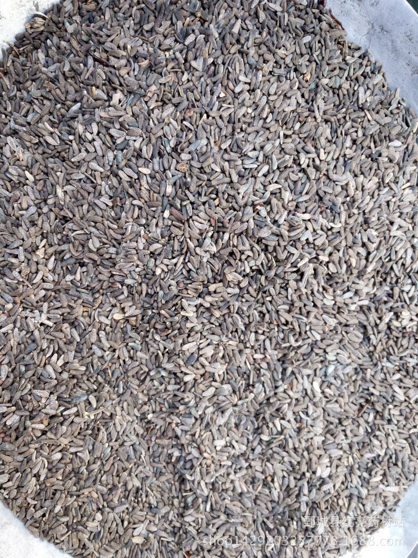 果牛子是什么,牛腰子果,牛虱子果_文秘苑图库