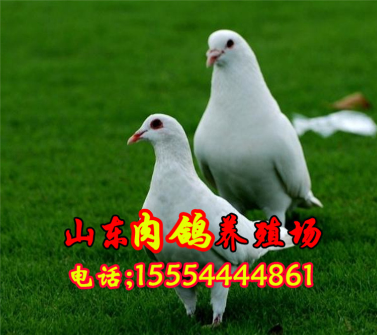 常年出售肉鸽 种鸽