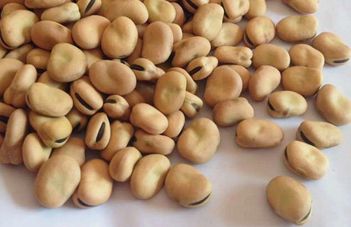 批发蚕豆坝上小蚕豆罗汉豆小颗粒面豆颗粒饱满味道浓郁