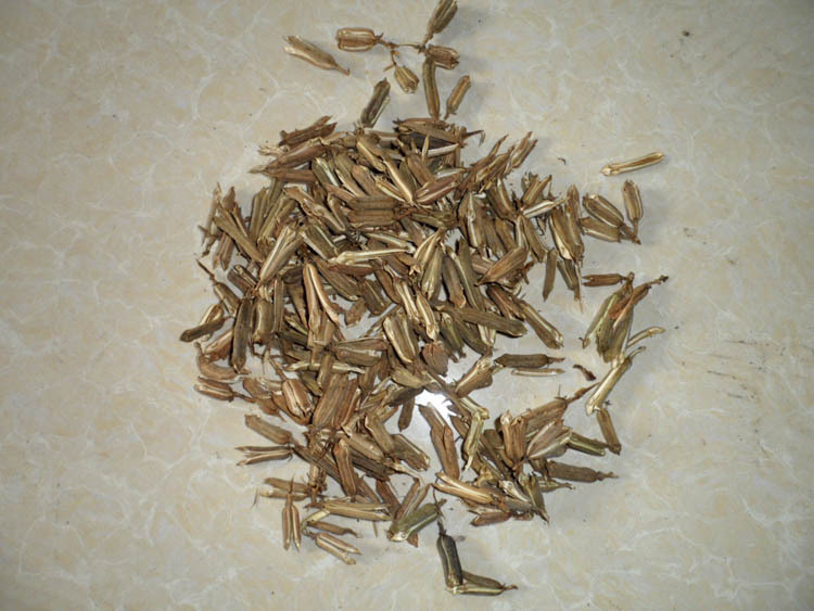 干花材料芝麻壳 农产品芝麻壳 干花工艺品