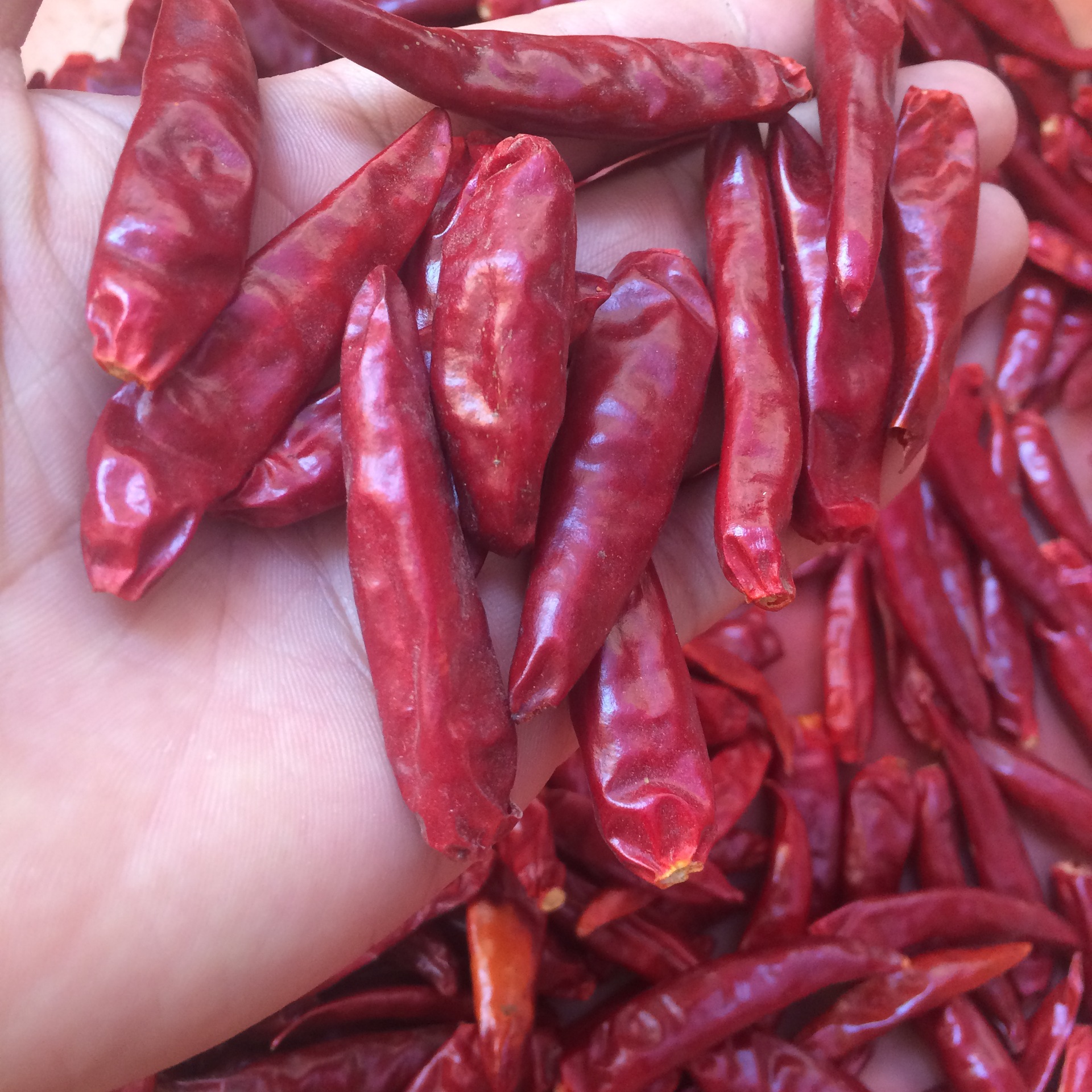 香辣新一代 微辣 干海椒 干尖椒 红辣椒 朝天椒 干辣椒500g