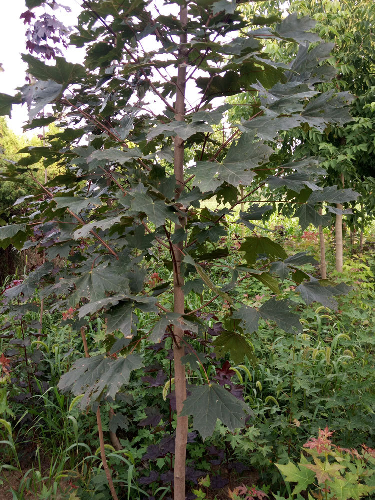 供应狄波拉挪威槭 开春红叶 新叶红色老叶返绿 速生挪威槭