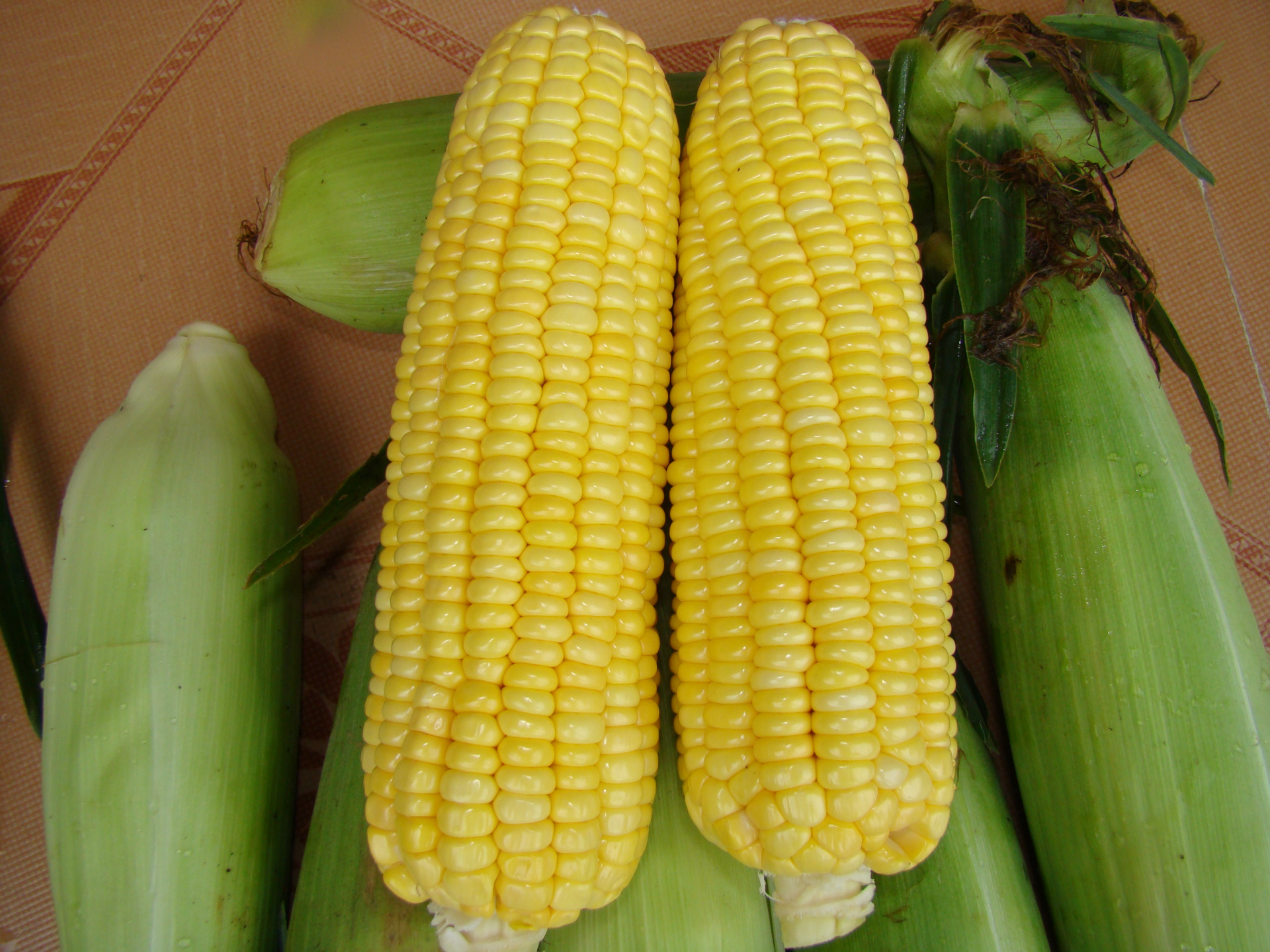 中田金品[佰嘉赞]美甜3号甜玉米种子无公害 非转基因放心食用