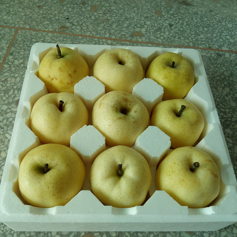 5斤包邮5-7个梨2016年新鲜梨 果园现摘莱阳梨