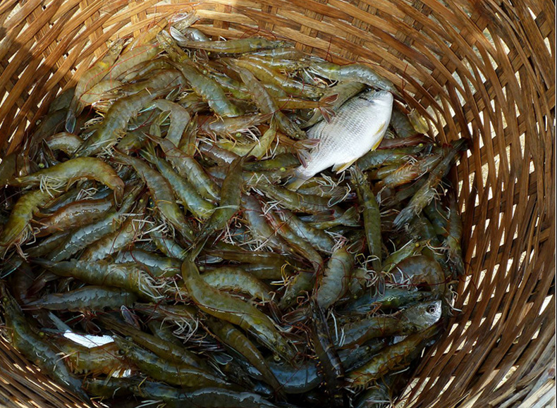 名厨火锅北海野生青虾基围虾火锅专用青虾明虾急冻青虾急冻基围虾