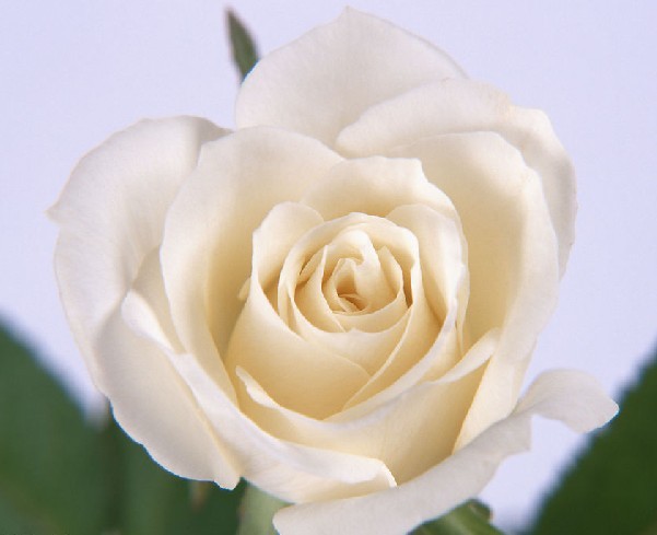 玫瑰苗四季 芬得拉纯白色切花月季大苗阳台盆栽花卉绿化植物