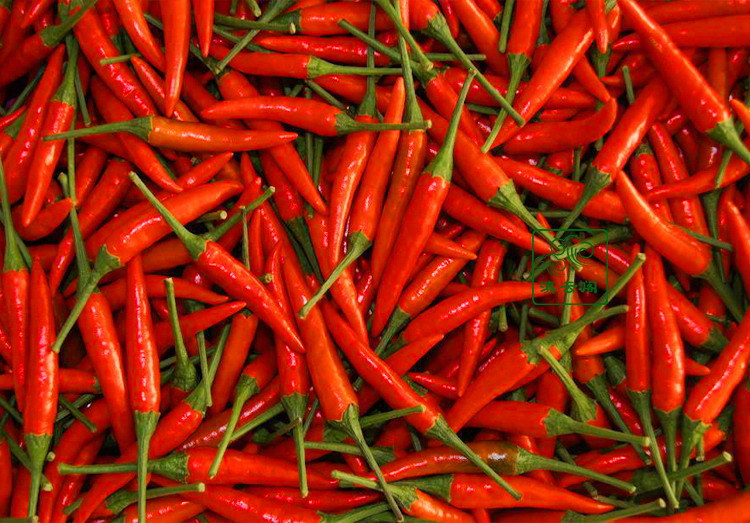 调味料中的野菜小米辣   超级辣的野菜小海椒.