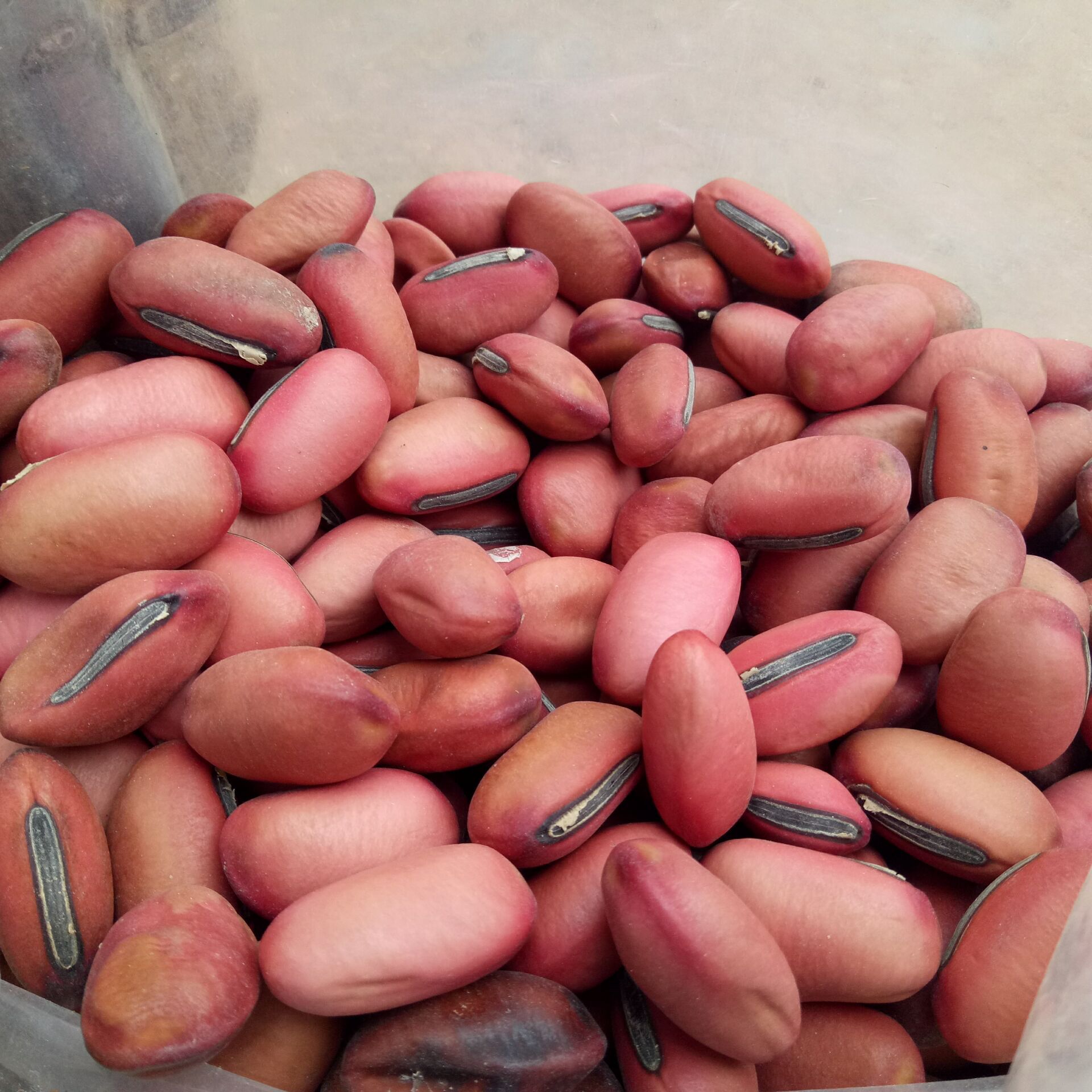常富供应大刀豆 红刀豆 刀豆子 颗粒饱满 颜色均匀 可工艺品