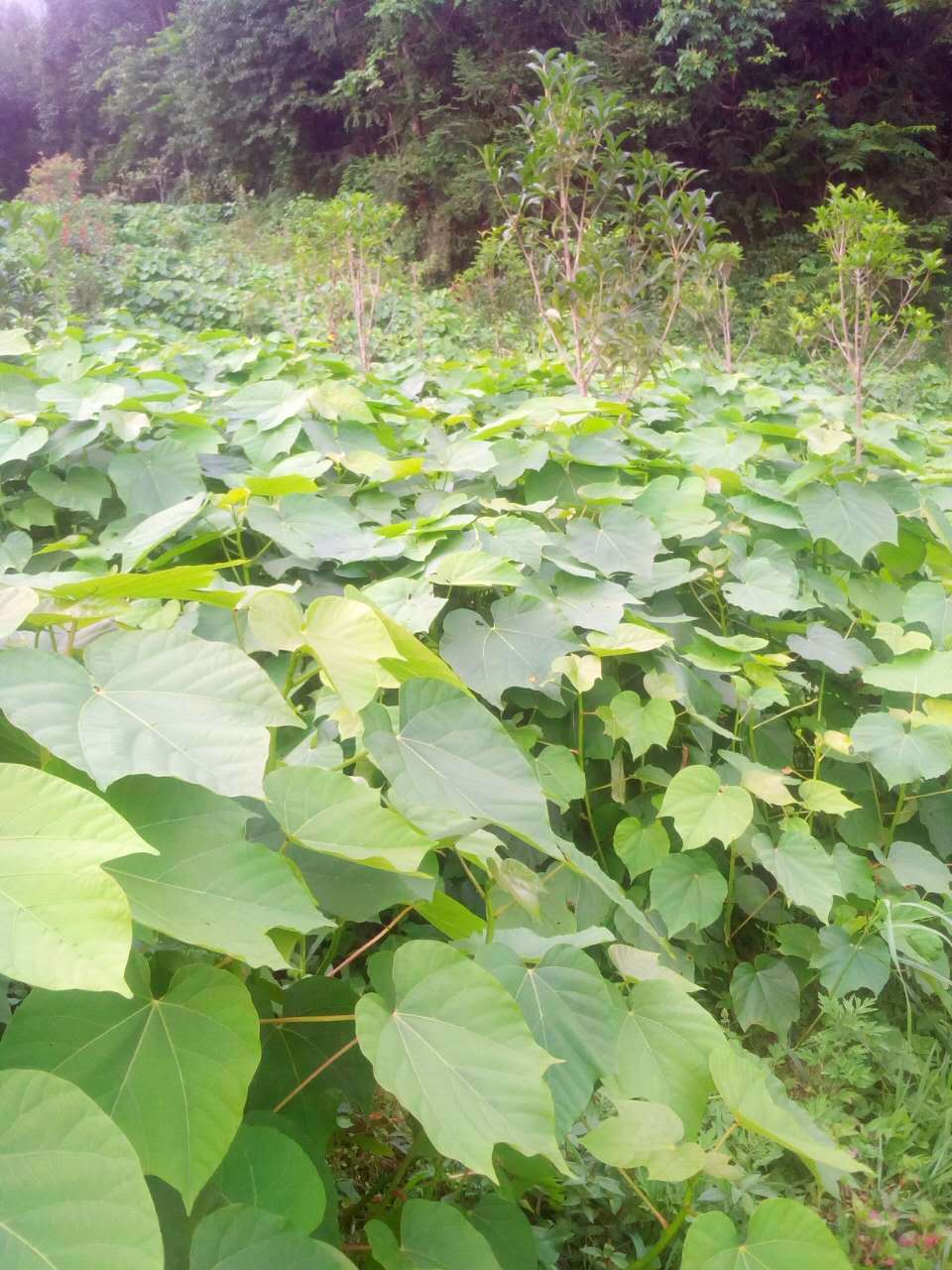 油桐苗油桐小苗 又名三年油桐 恩施种植基地直销 批发供应