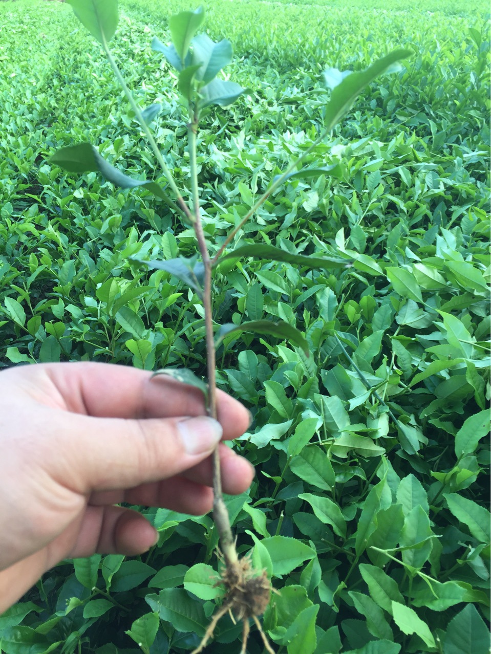 名山白毫批发供应质优高产易成活茶苗 一年苗纯度98%农作物种苗