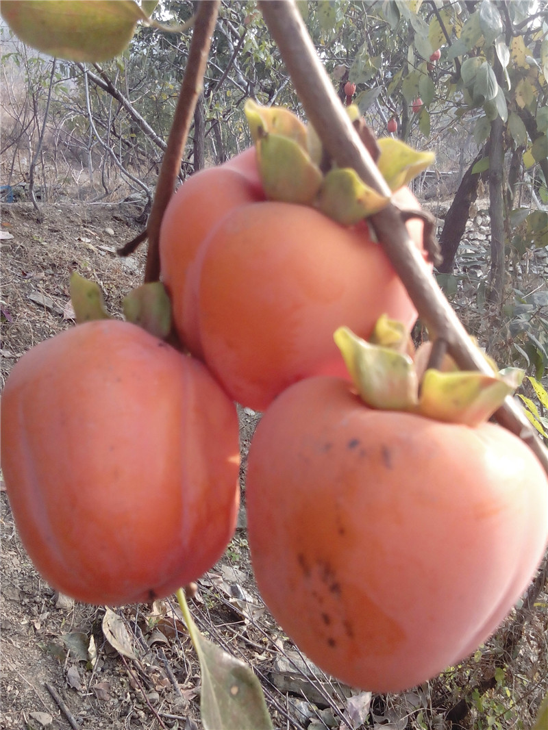 果苗基地常年出售山东柿子苗 优良品种甜柿子树 *** 好成活￥-断桥铝