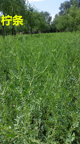 供应绿化苗木柠条 农户直销柠条苗 1-2年生毛条 锦鸡儿种植基地