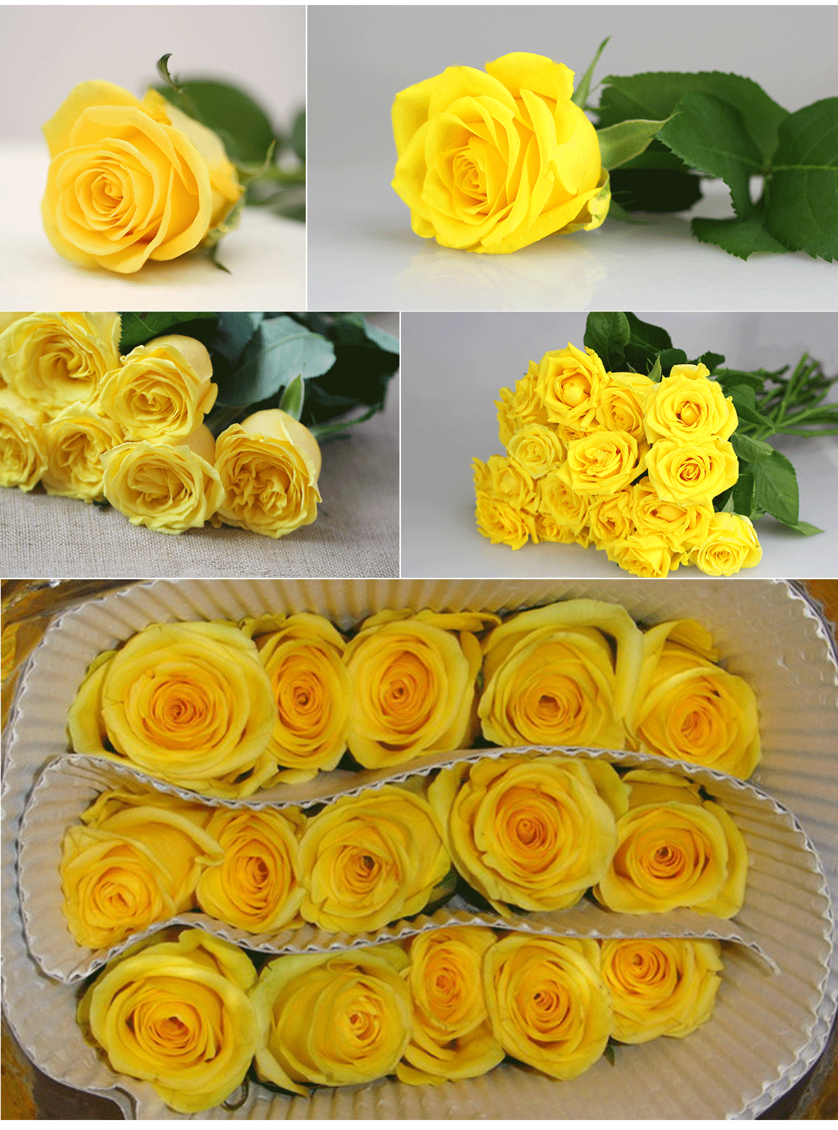 昆明斗南 金香玉玫瑰批发 黄色