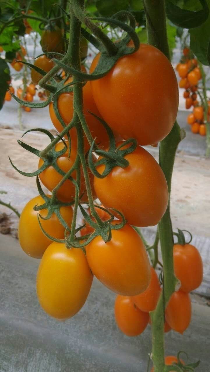 微博橱窗##全网诚信通官方# 荷兰进口高档.