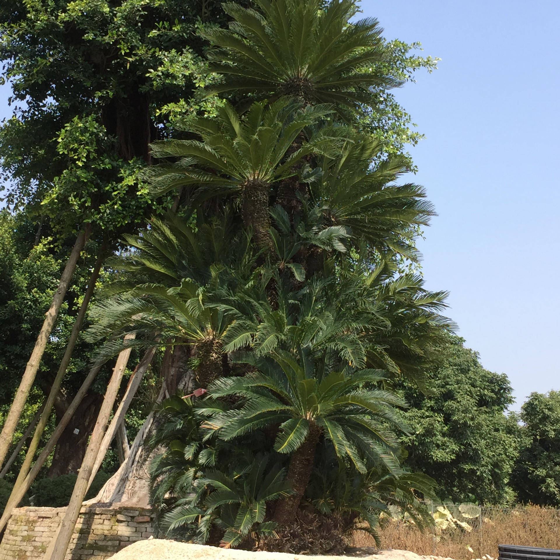 出口批发巴西铁树大铁树盆栽铁树盆景批发四季常青四季可种