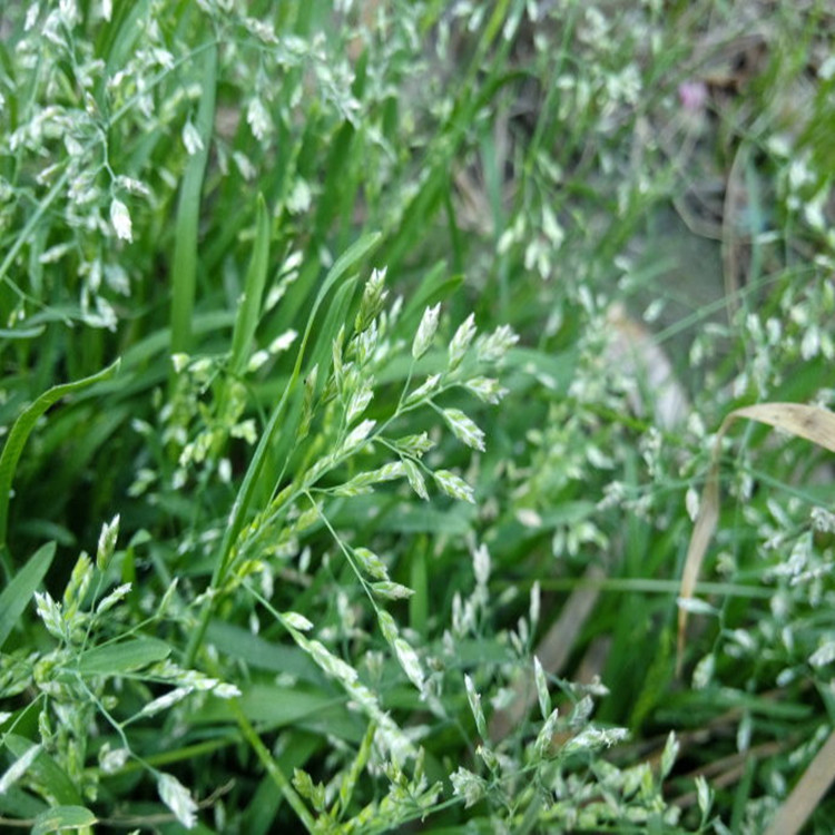不同冷季型牧草品种的产草量及品质比较分析