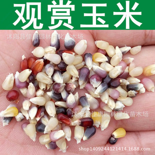 蔬菜种子优质 观赏玉米种子 草莓玉米 彩色玉米种子 七彩玉米种子