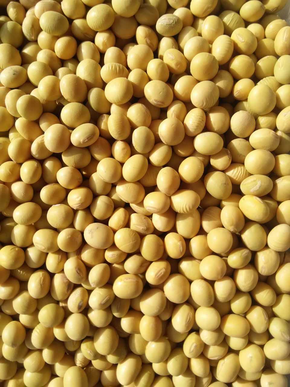 厂家直销 高产 优质 精品大豆种子驻豆11 大豆种子 高产