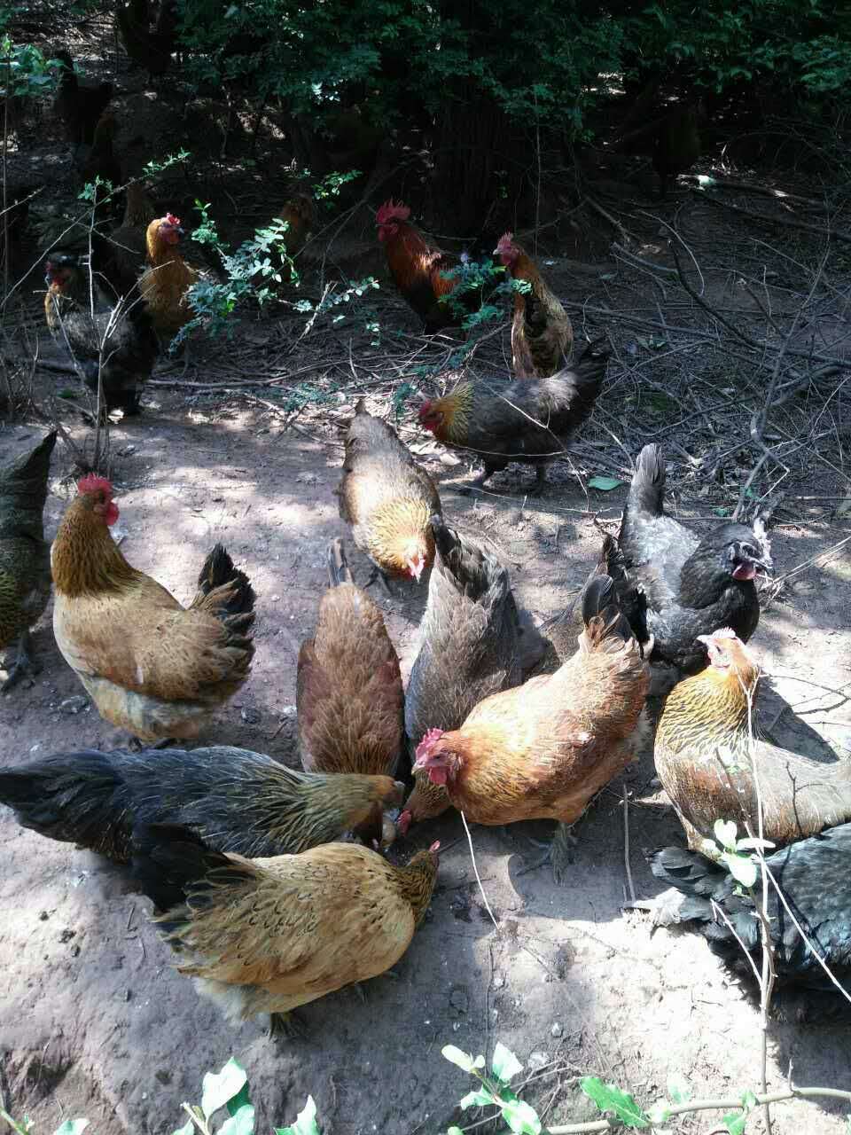 莲花山特种林地散养土鸡