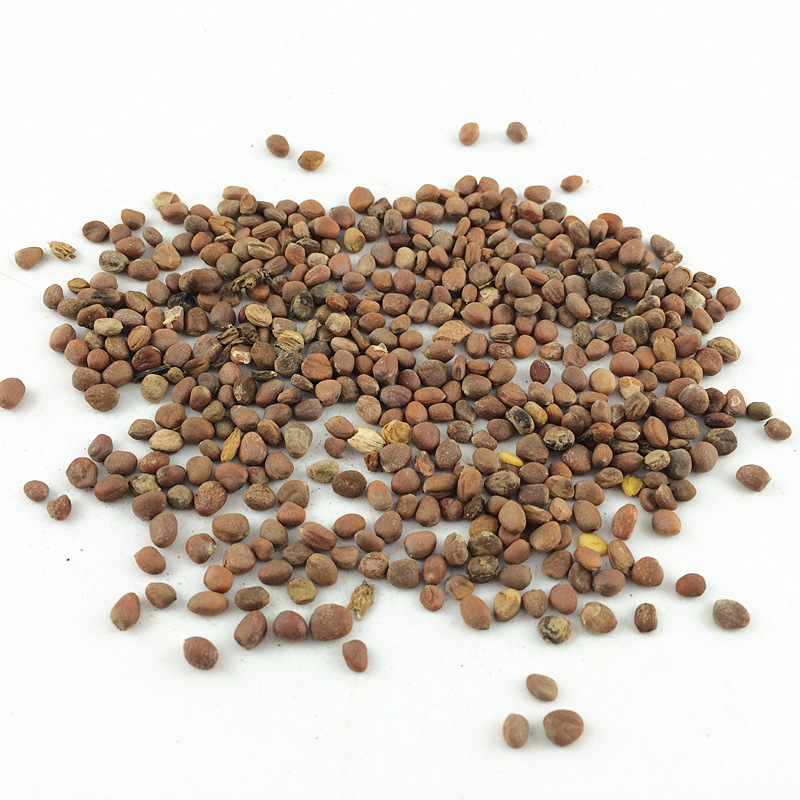 批发中药材莱菔子 萝卜子 炒莱菔子 优质新货 干净无杂质量大从优