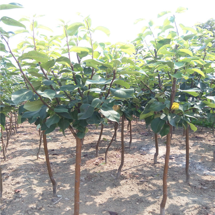 直销新品种梨树 中晚熟秋月梨梨树苗 抗寒 抗旱易成活梨树苗