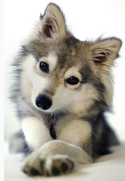 牧羊人与狼  牧羊人捡到一只刚刚出生的狼崽子,把它带回家,跟他