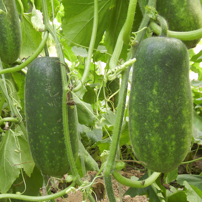 产地直销新鲜健康绿色有机原生态冬瓜健康峨眉本地冬瓜批发