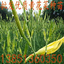 优质黄花菜种苗 黄花菜苗根 黄花菜苗种子 金针菜苗根 黄花菜种根