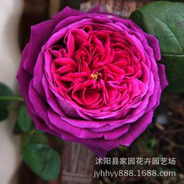 欧洲月季苗 英国王子 大卫奥斯汀类 暗红色玫瑰香 耐阴紫色月季