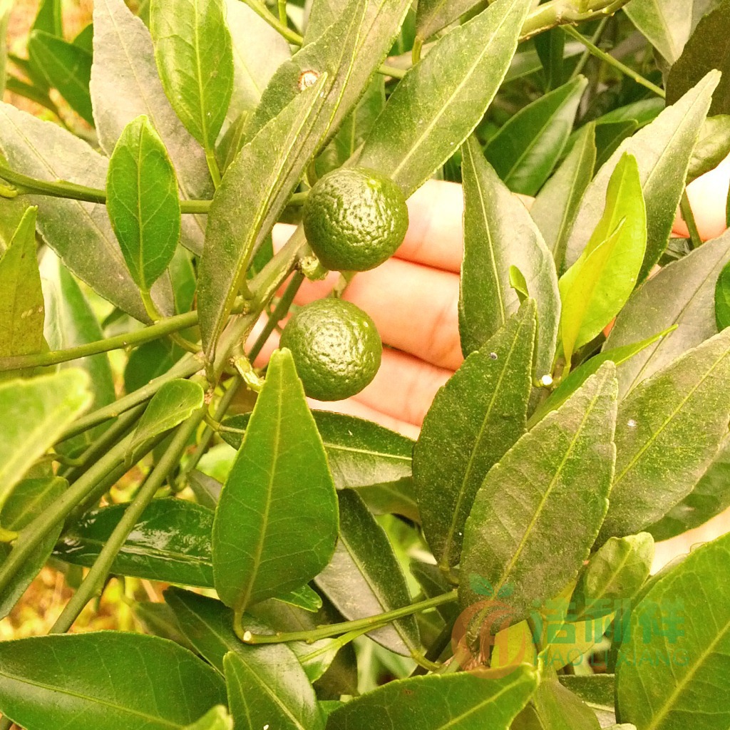 柑胎仔采摘时节