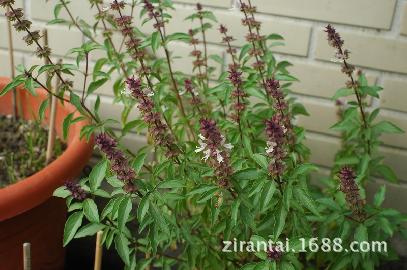 优质中药材九层塔气香草药都亳州中药材批发