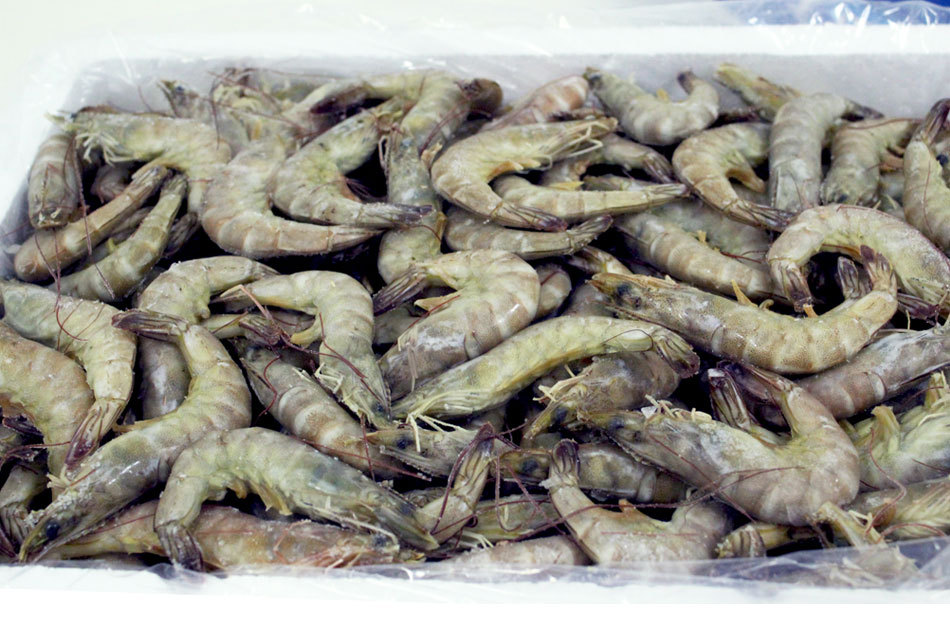 [鲜美来]b2017 直供冻虾 单冻青虾(31-35)5k.