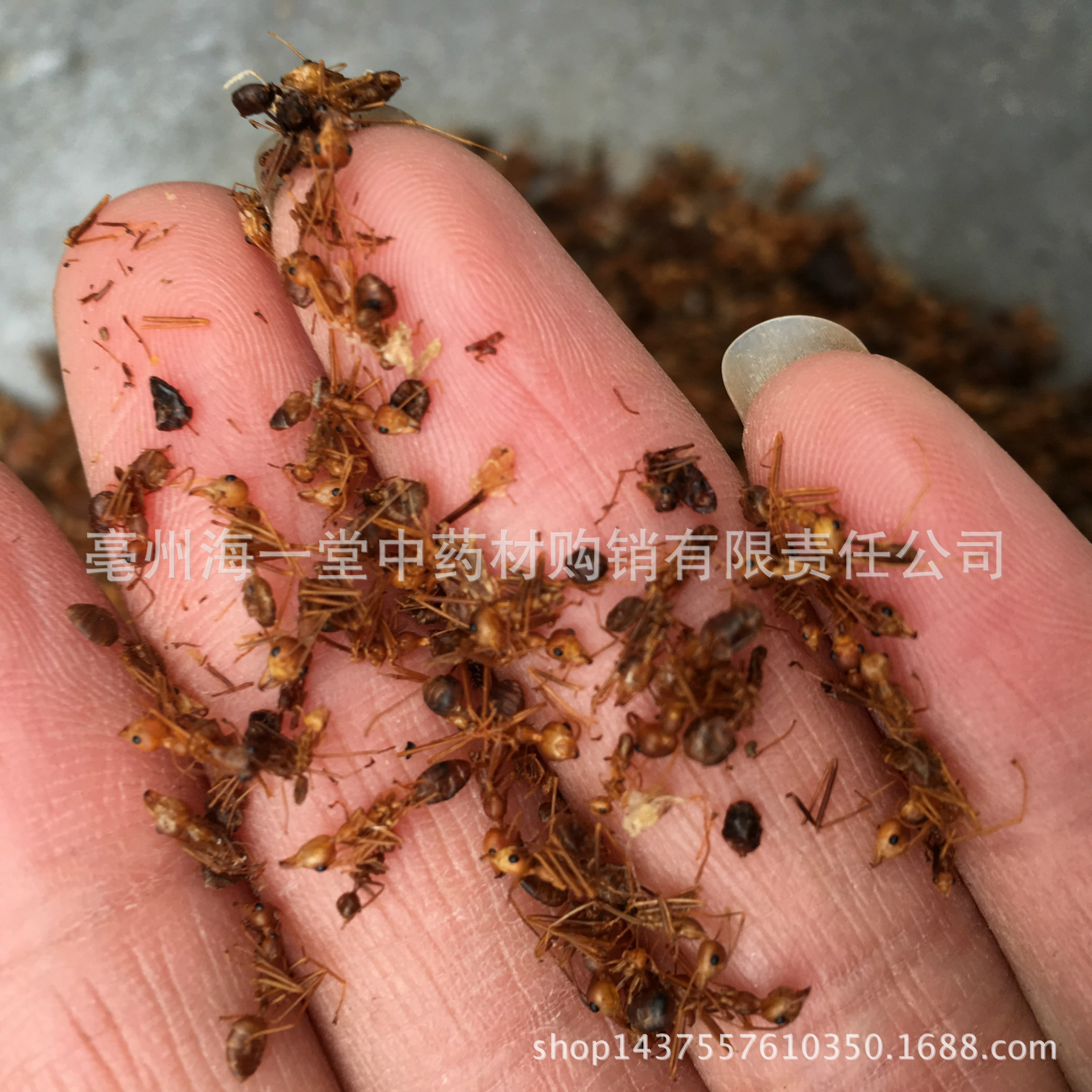 首页 养殖 特种昆虫 蚂蚁 ></p></a>批发中药材 黄蚂蚁 黄狡蚁 黄蚂蚁干 黑