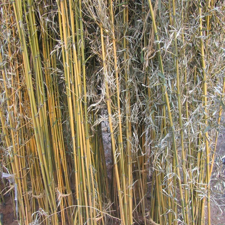 基地批发优质竹子110公分的慈孝竹树干直成活率高质量保证