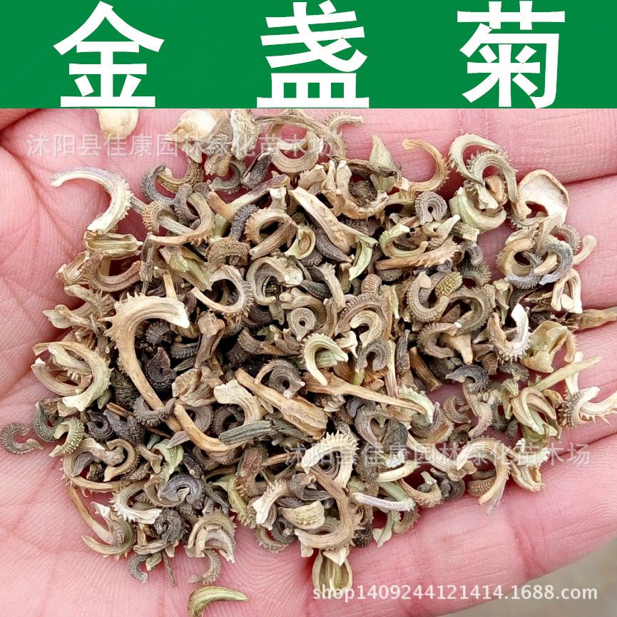 草花种子金盏菊种子金盏花种子黄金盏长生菊1件1斤