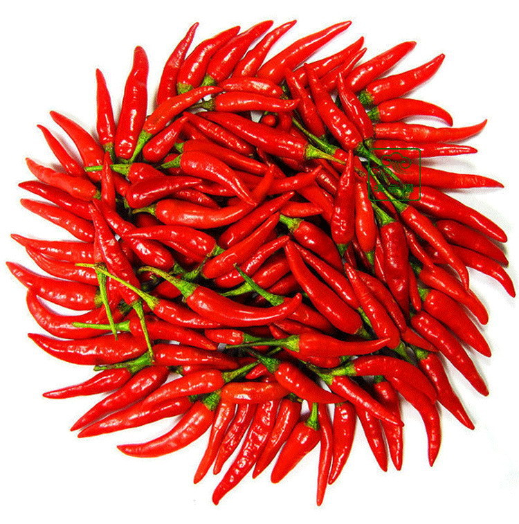 云南特产新鲜红色小米辣椒朝天椒超级辣爽口
