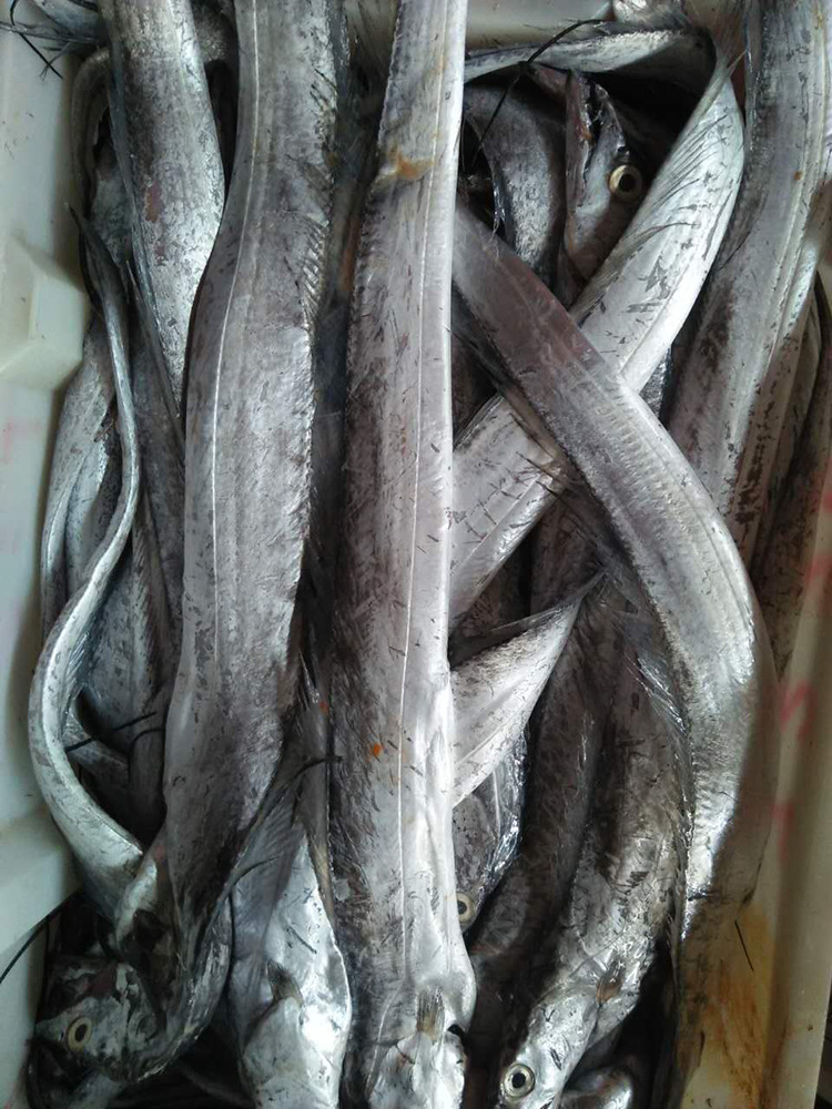 全国供应冷冻海鲜水产批发 冰鲜冷冻带鱼 鱼类批发冷冻白带鱼带鱼