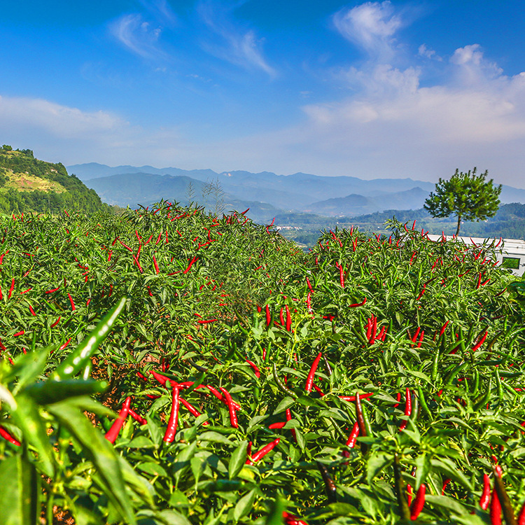 产地直销正宗朝天红 特辣型耐煮卤菜专用石柱红干辣椒 重庆特产