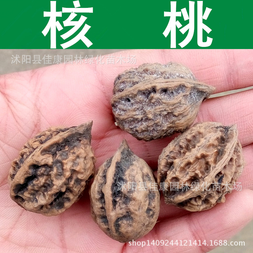 林木种子 山核桃种子 核桃树种子 胡桃种子 1件=1斤