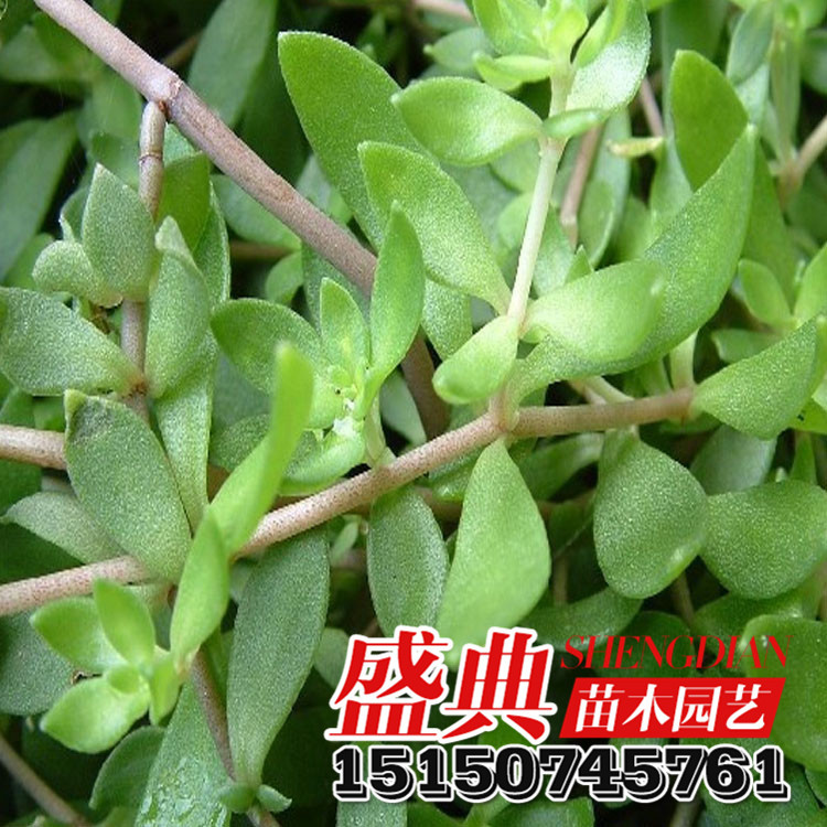 批发佛甲草 万年草 佛指甲 多肉植物批发小鸡草办公室绿植盆栽