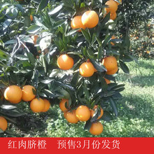 红肉脐橙价格_最新红肉脐橙价格\/批发报价_红