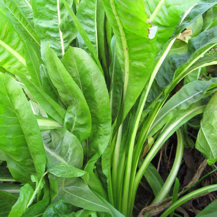 批发 优质菊苣牧草 耐寒耐旱 发芽率高营养价值丰富 量大优惠