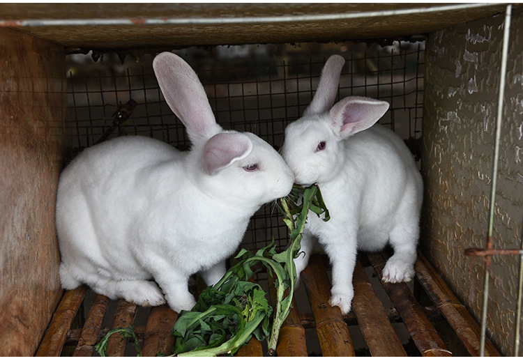 【远山牧野】供应大量兔子 新鲜活兔 养殖肉兔 四川批发0