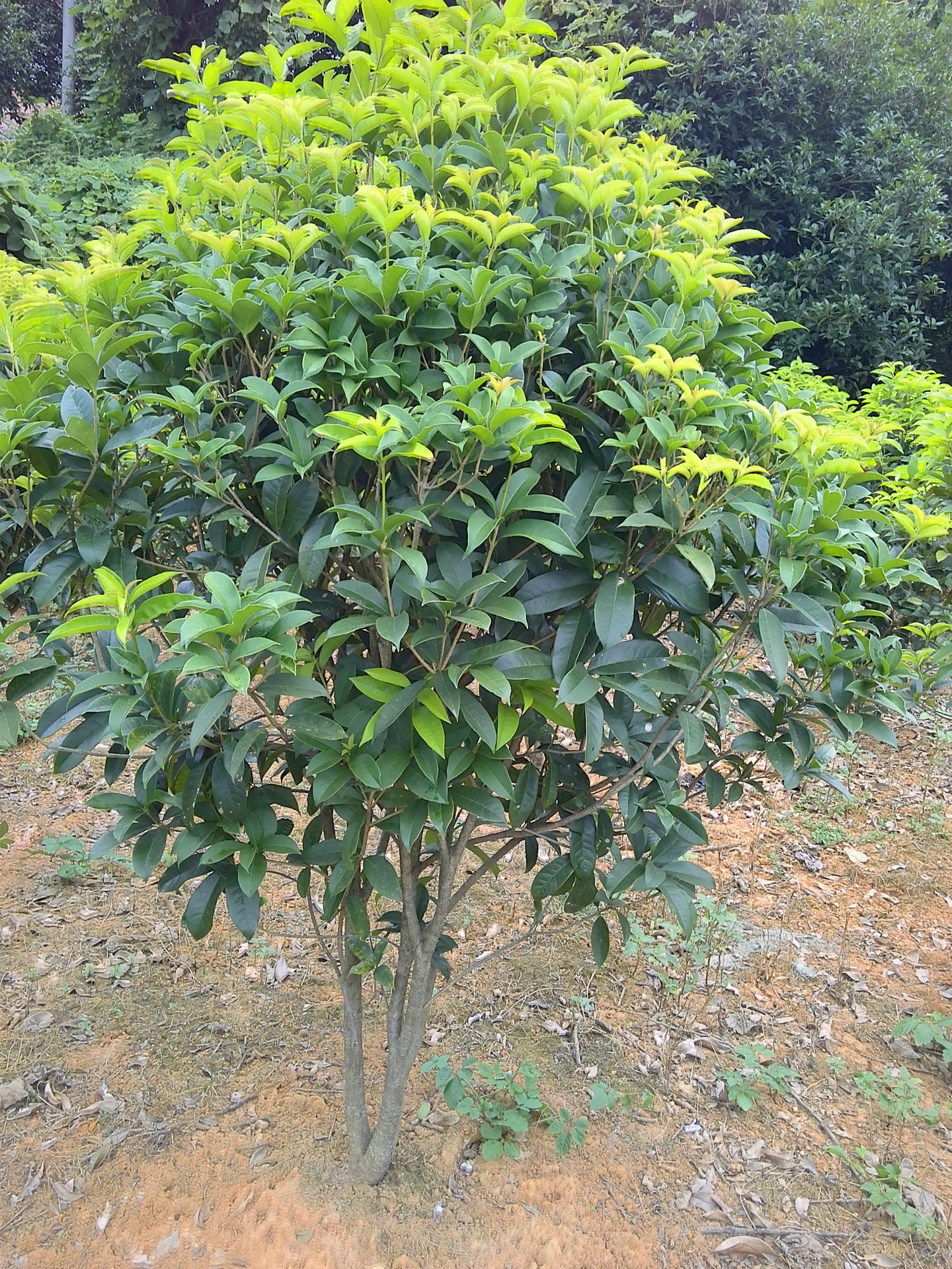 精品湖南丛生桂花树 高成活常绿工程绿化树苗 景观花卉苗木批发