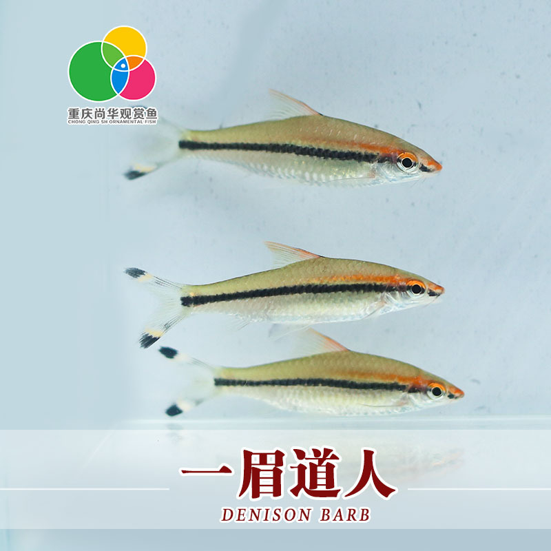 【广州观赏鱼】_广州观赏鱼厂家_广州观赏鱼批发市场