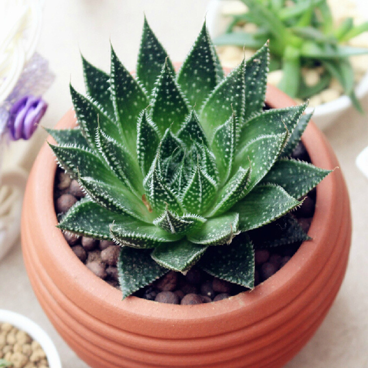 基地直销 波露多肉植物多肉盆栽办公室内绿植小盆栽花卉肉肉植物